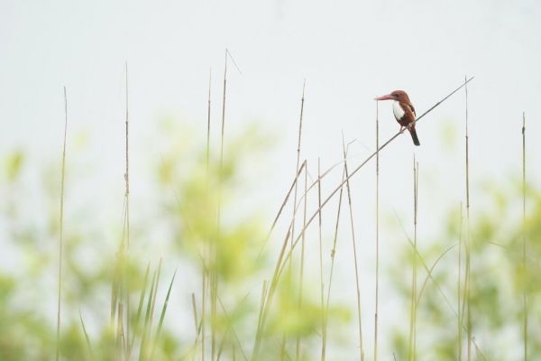 PHOTOWALL / Perched White Throated Kingfisher (e93363)