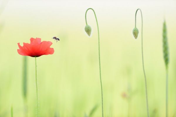 PHOTOWALL / Poppy Bee Hovering on Poppy Flower (e93364)