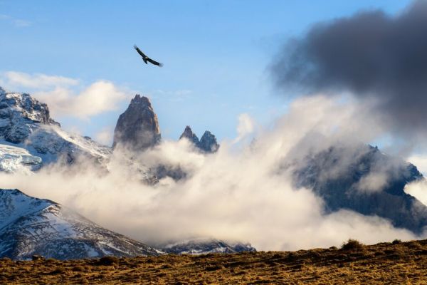 PHOTOWALL / Soaring Andean Condor (e93366)