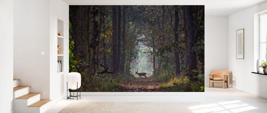 PHOTOWALL / Spotted Deer Crossing Forest Path (e93367)