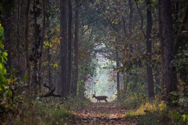 PHOTOWALL / Spotted Deer Crossing Forest Path (e93367)