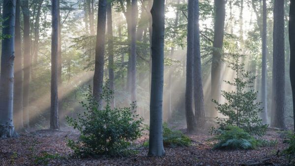 PHOTOWALL / Sunrays Through Forest (e93368)