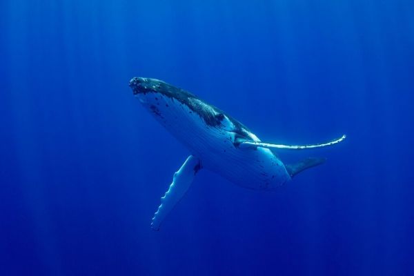 PHOTOWALL / Swimming Humpback Whale (e93369)
