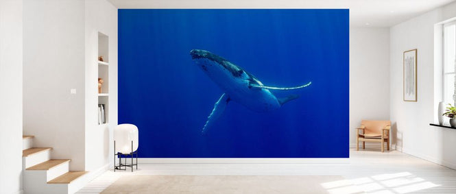PHOTOWALL / Swimming Humpback Whale (e93369)