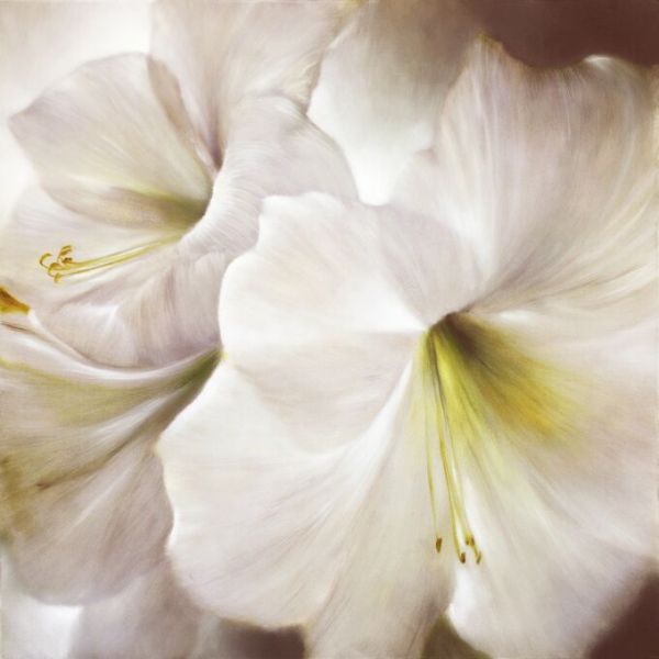 PHOTOWALL / White Amaryllis (e93535)