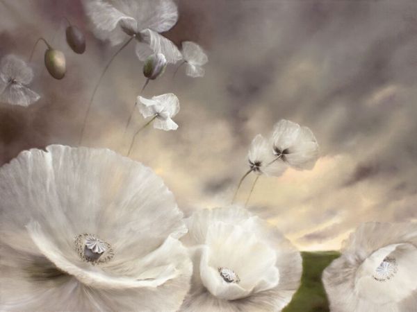 PHOTOWALL / White Poppies in the Soft Summer Wind (e93536)