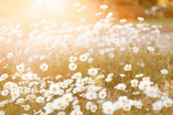 PHOTOWALL / Field of Daisies (e93546)