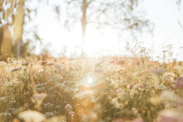 PHOTOWALL / Summer Dream (e93551)