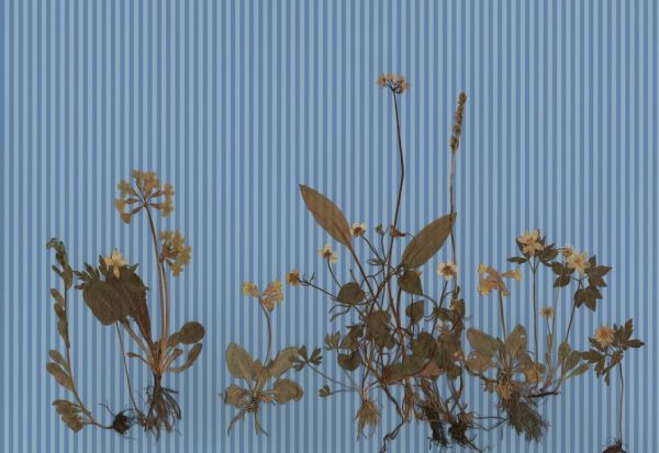 PHOTOWALL / Bleu (e93758)