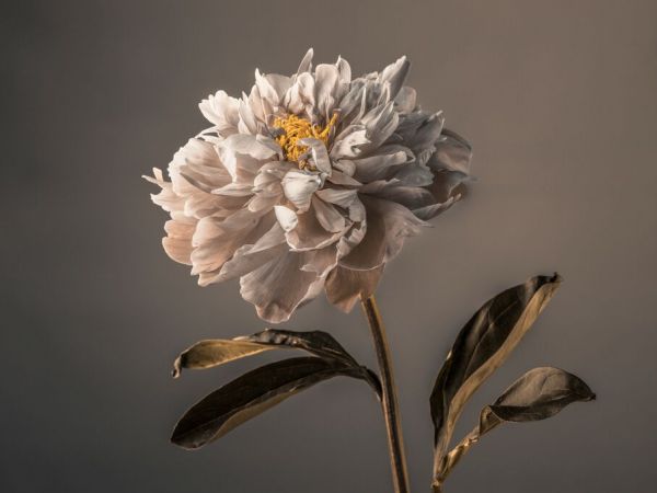 PHOTOWALL / Peony Flower (e93978)