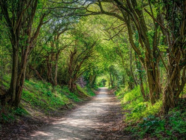 PHOTOWALL / Road Through Dense Forest (e93979)