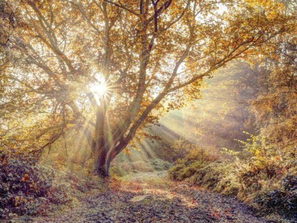 PHOTOWALL / Sunrays Through Tree in Autumn Forest (e93980)