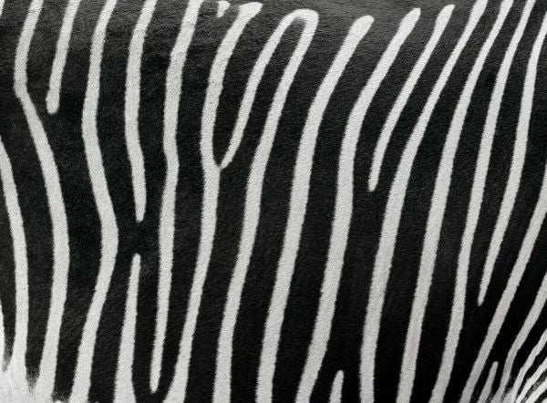 PHOTOWALL / Zebra Skin (e93981)