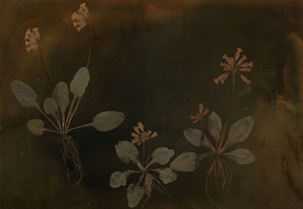 PHOTOWALL / Amber (e94238)
