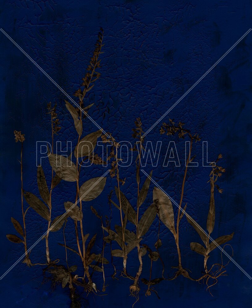 PHOTOWALL / Blue Orchid (e94958)
