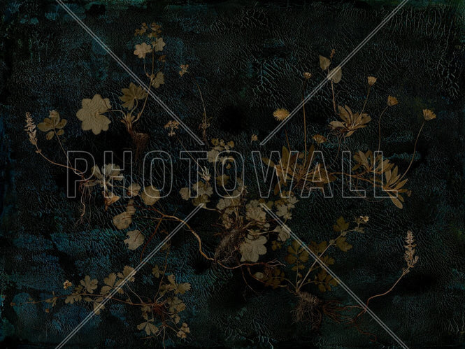PHOTOWALL / Somnium (e94959)