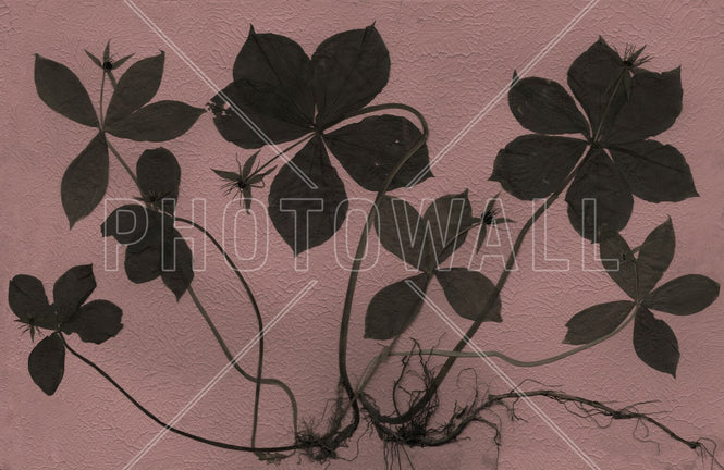 PHOTOWALL / Paris (e94961)