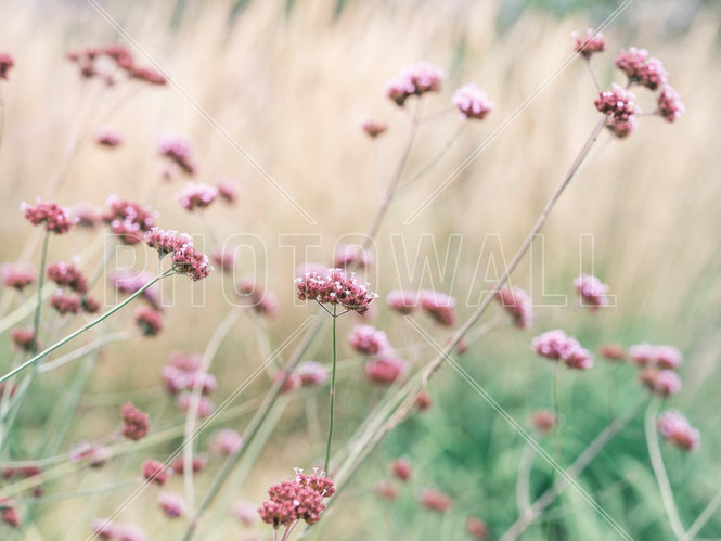 PHOTOWALL / Verbena (e95112)