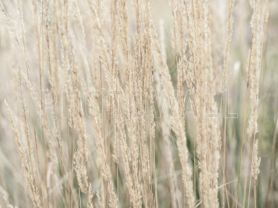 PHOTOWALL / Ornamental Grass (e95113)