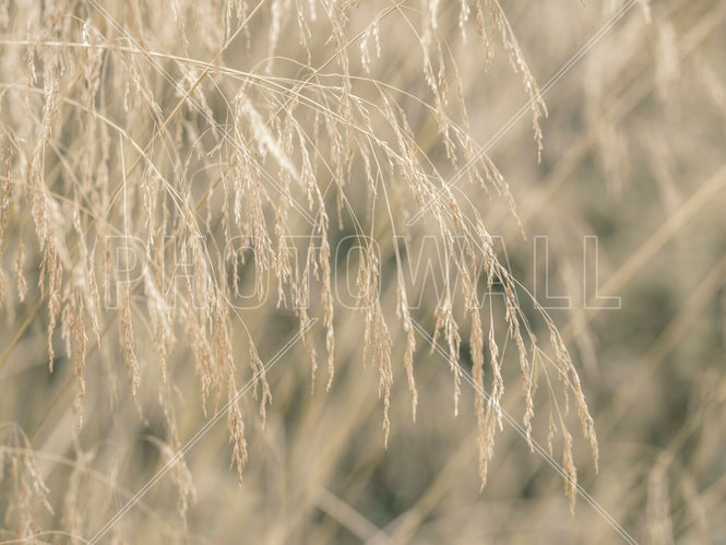 PHOTOWALL / Zebra Grass (e95114)