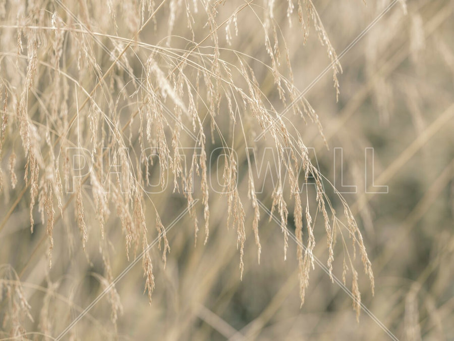 PHOTOWALL / Zebra Grass (e95114)