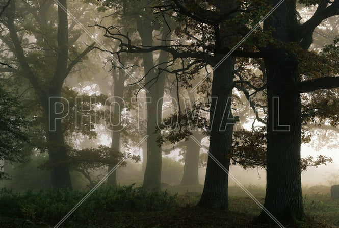 PHOTOWALL / Mysterious Forest (e95291)