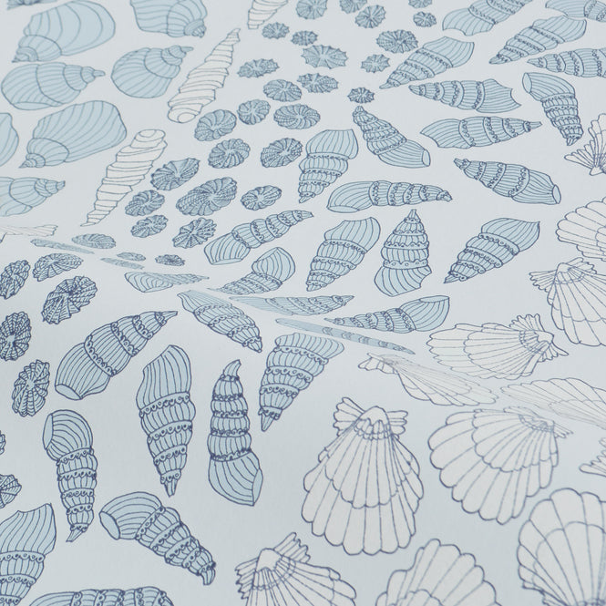 Abigail Edwards / Shells Ocean