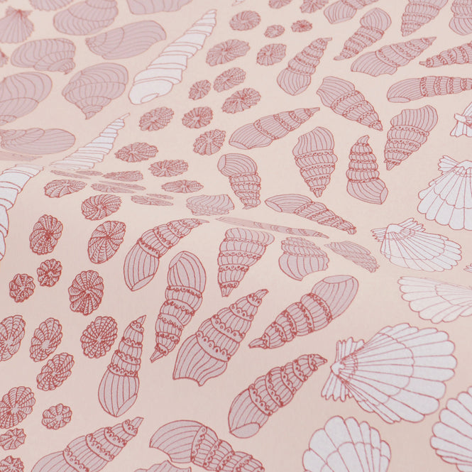 Abigail Edwards / Shells Scallop