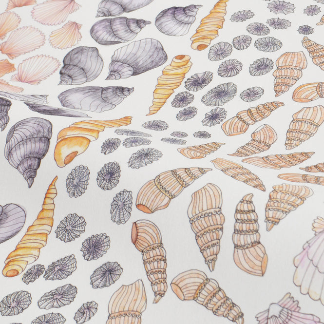 Abigail Edwards / Shells Watercolour