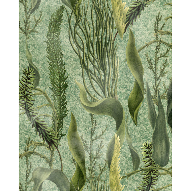 MINDTHEGAP / THE WETLANDS / AQUATIC PLANTS WP20717
