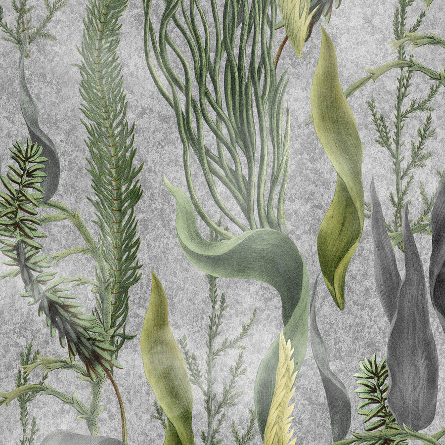 MINDTHEGAP / THE WETLANDS / AQUATIC PLANTS Grey WP20718