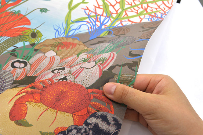 Cole&Son / WHIMSICAL / ARCHIPELAGO BORDER 103/12054