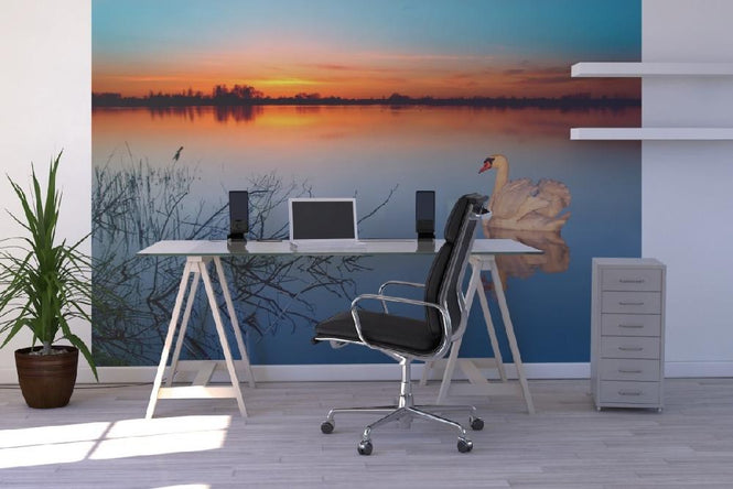 PHOTOWALL / Swan on a lake (e1590)