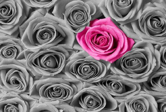 PHOTOWALL / Roses - Pink and Grey (e19096)