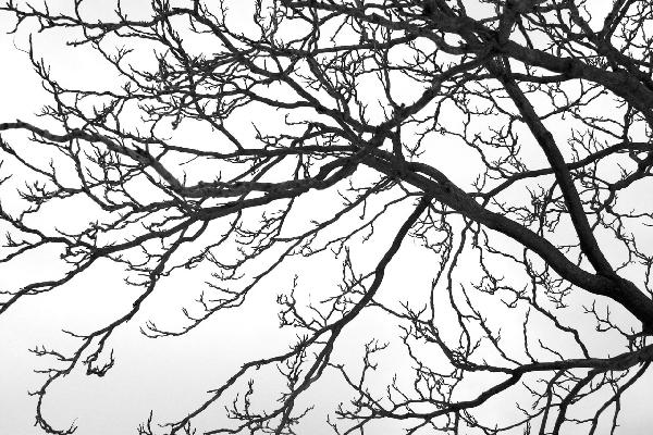 PHOTOWALL / Black and White Tree (e19110)