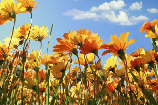 PHOTOWALL / Spring Orange and Yellow Wildflowers (e19114)