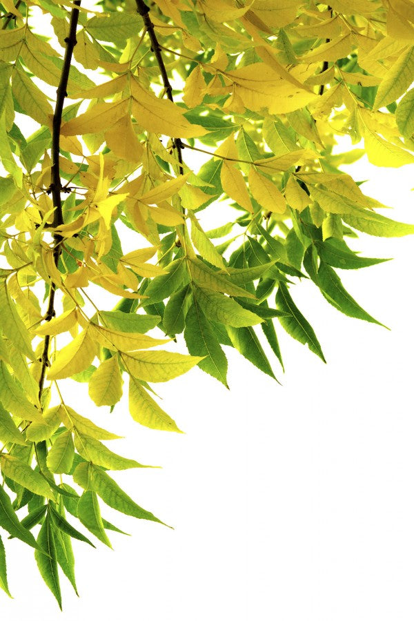 PHOTOWALL / Green and Yellow Leaf (e19125)