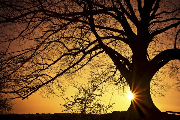 PHOTOWALL / Silhouette of a Willow Tree in Sunset (e19126)