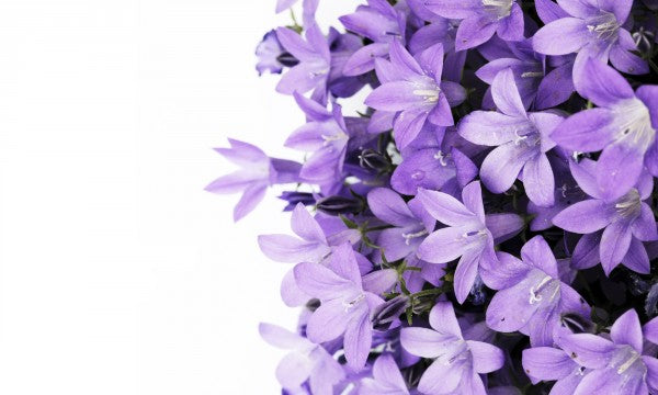 PHOTOWALL / Purple Flowers (e19127)