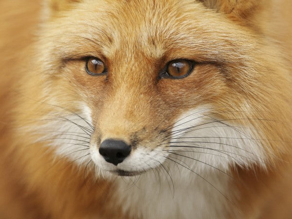 PHOTOWALL / Red Fox (e19131)