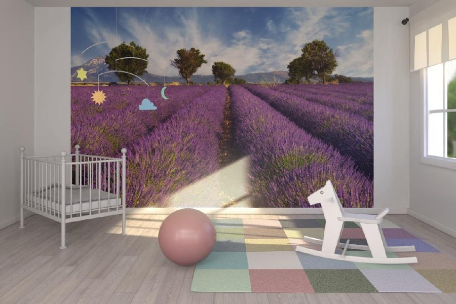 PHOTOWALL / Lavender Field in Provence (e19149)