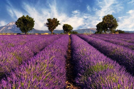 PHOTOWALL / Lavender Field in Provence (e19149)