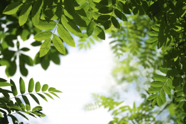 PHOTOWALL / Leaves (e19172)