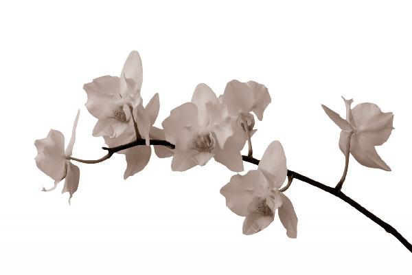 PHOTOWALL / White Orchid Stem - Sepia (e1955)