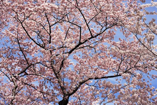 PHOTOWALL / Blooming Cherry Tree (e6249)