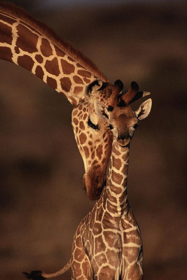 PHOTOWALL / Giraffes (e6345)