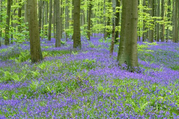 PHOTOWALL / Bluebells Wood (e6352)