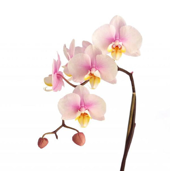 PHOTOWALL / Pink Orchid Stem (e9007)