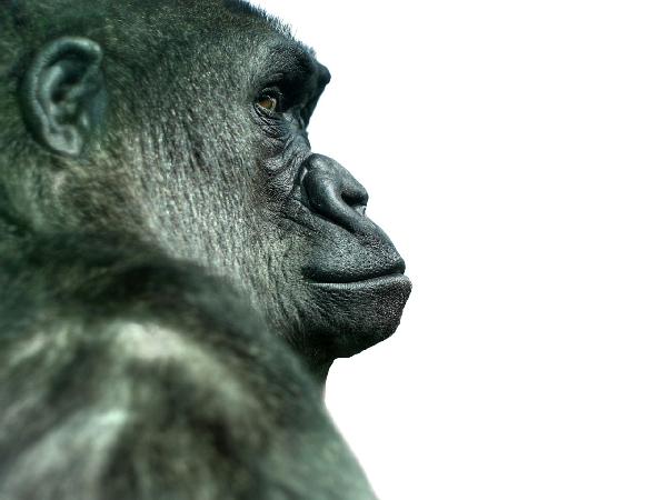 PHOTOWALL / Gorilla (e9008)