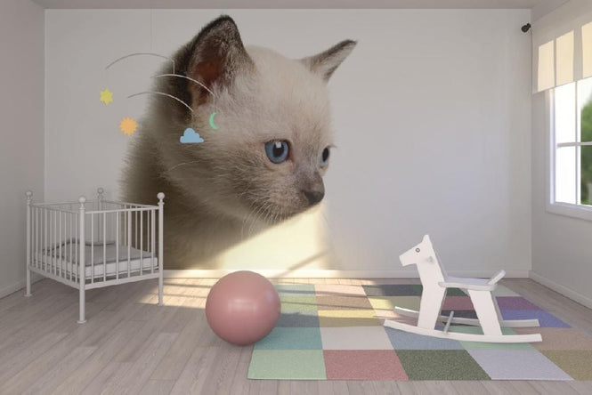 PHOTOWALL / Downy (e9019)
